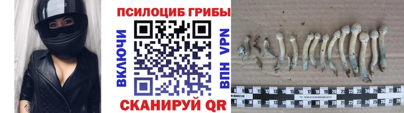 Галлюциногенные грибы Psilocybe  Купить где  Богучар 